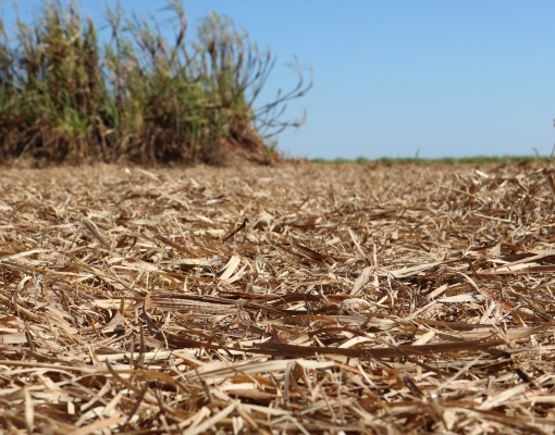 A remoção da palha de cana pode dobrar a demanda de fertilizantes em 2050 
