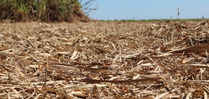 A remoção da palha de cana pode dobrar a demanda de fertilizantes em 2050 