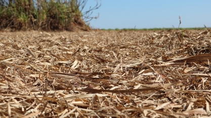 A remoção da palha de cana pode dobrar a demanda de fertilizantes em 2050 