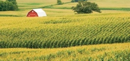 USDA eleva previsão de safra de milho dos EUA; reduz estimativa para soja 