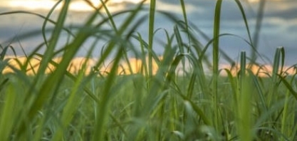 Bionergia pode ajudar a mitigar as mudanças climáticas, reconhece IPCC 