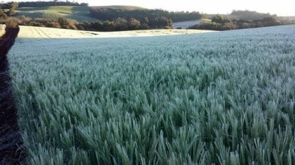 Geada atinge safra de trigo do Paraná após perdas pelo frio em julho