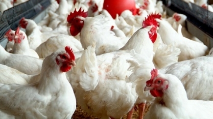 Frango: Agromensal Cepea Julho/2019