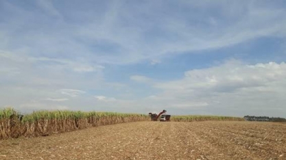 Uso da palha da cana para produzir etanol gera risco ao meio ambiente