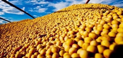 China disputa soja com processadores locais; preços sobem 10% no mês