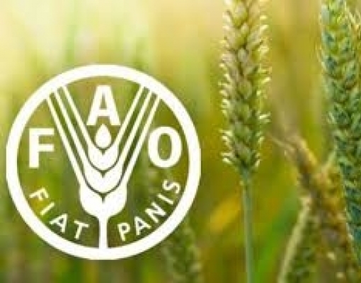 Preços globais dos alimentos recuam em julho pelo segundo mês consecutivo