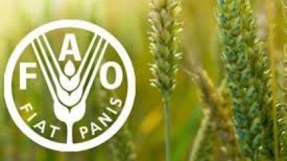 Preços globais dos alimentos recuam em julho pelo segundo mês consecutivo