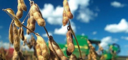 UE mantém permissão para soja geneticamente modificada da Monsanto