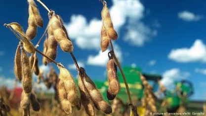 UE mantém permissão para soja geneticamente modificada da Monsanto