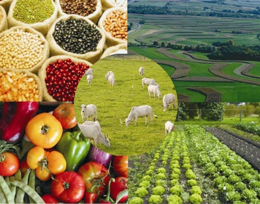 Valor Bruto da Produção Agropecuária deve atingir R$ 601,9 bi em 2019