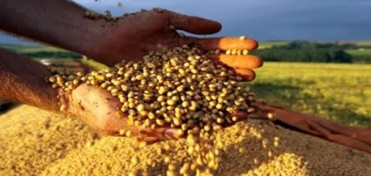 Safra de 2019 superará em 1,4 milhão de t recorde alcançado em 2017