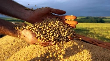 Safra de 2019 superará em 1,4 milhão de t recorde alcançado em 2017