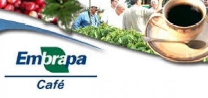 Café: Safra global cresce 9,8% em 2018/19, para 174,5 milhões de sacas