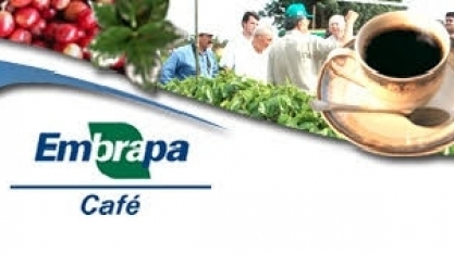 Café: Safra global cresce 9,8% em 2018/19, para 174,5 milhões de sacas