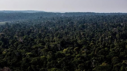 Agricultura aperta o cerco na concessão de florestas