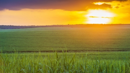 Etanol estimula expansão em larga escala das terras agrícolas brasileiras