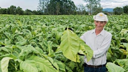 Brasil se mantém na liderança mundial de exportação de tabaco 