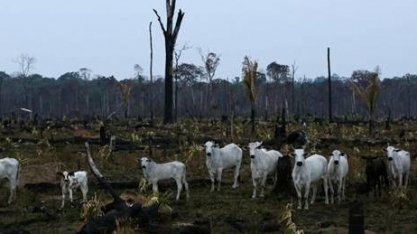 Boicote por crise na Amazônia leva frigoríficos a preparar campanhas