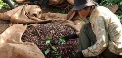 Exportação de café do Vietnã recua 18,7% em agosto ante julho