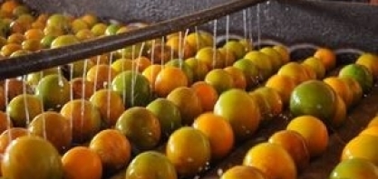 Suco de laranja: Receita com exportação cresce 19% em agosto ante 2018