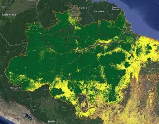 230 fundos que administram R$ 65 trilhões pedem proteção da Amazônia