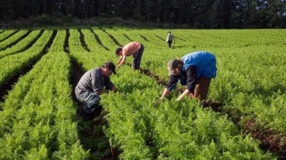 Corte na verba da pesquisa é um risco para a saúde do agro  brasileiro