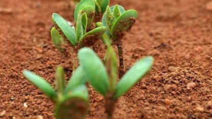 Preparado para o plantio? Veja como o clima deve se comportar