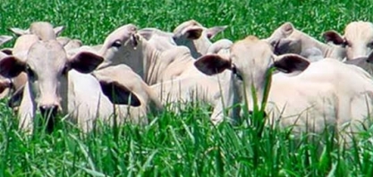 Brasil tinha 213,5 milhões de bovinos em 2018 