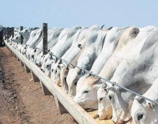 Puxado por pecuária, PIB do agro brasileiro avança 0,53% no 1º semestre