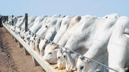 Puxado por pecuária, PIB do agro brasileiro avança 0,53% no 1º semestre