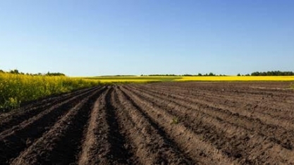 Plantio de soja do Brasil 19/20 terá menor avanço em 13 anos, diz AgRural