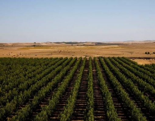 Califórnia: Fazendas de região desértica aumentam produção com tecnologia