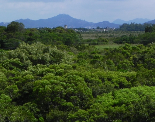  Manter vegetação nativa em rende ao Brasil R$ 6 trilhões ao ano 