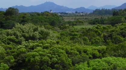  Manter vegetação nativa em rende ao Brasil R$ 6 trilhões ao ano 