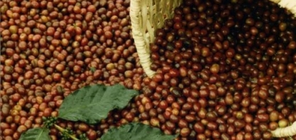 Café: Agromensal Agosto Cepea/Esalq