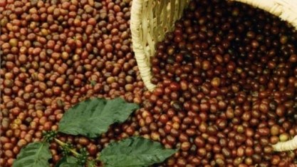 Café: Agromensal Agosto Cepea/Esalq