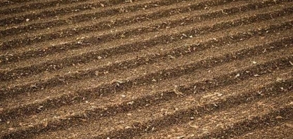 Preocupados com o clima, cafeicultores se retraem