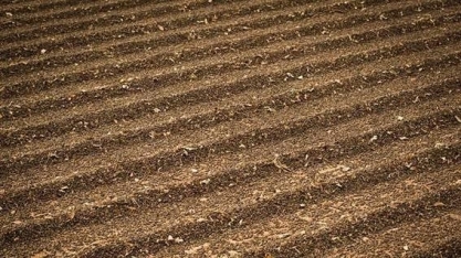 Preocupados com o clima, cafeicultores se retraem