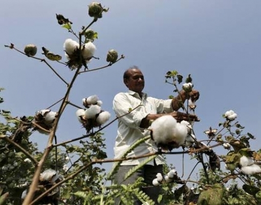 Exportação de algodão da Índia sofre com preço fixado, favorecendo Brasil