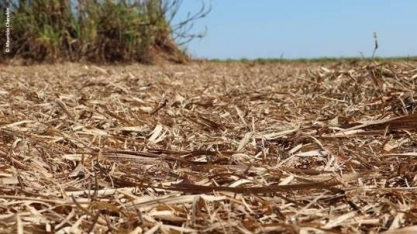 Uso da palha da cana para gerar bioenergia requer critérios, aponta estudo