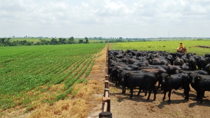 Agropecuária é setor menos subsidiado; desoneração não vai para produtor
