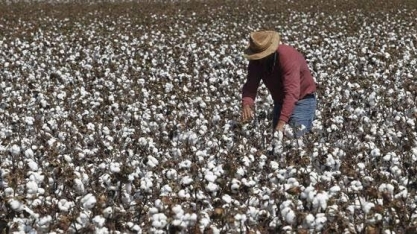 Algodão: Agromensal Agosto Cepea/Esalq