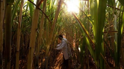 Embrapa perde 45,5% de seu orçamento