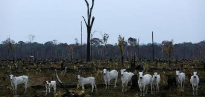 MPF exige fiscalização a 43 frigoríficos que não têm compromisso ambiental