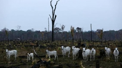 MPF exige fiscalização a 43 frigoríficos que não têm compromisso ambiental