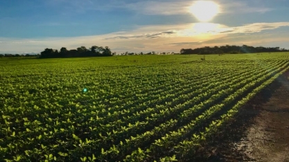 Soja: Avanço será desafio; pesquisadores descartam ocupação de florestas 