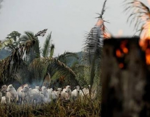 Preocupação ambiental atinge venda de carne e bebidas