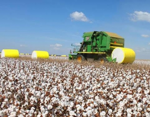 Bahia já tem dois municípios agrícolas entre os 5 mais rentáveis do país