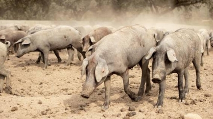Peste suína/Ásia: FAO eleva para 5,909 mi animais eliminados por doença 