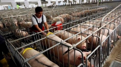 Vietnã abate 4,7 mi porcos em tentativa de conter peste suína africana 